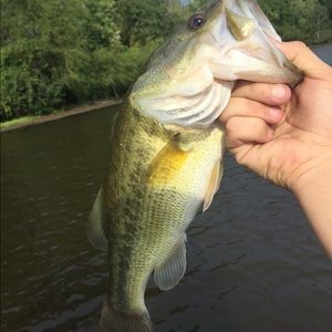 Meet your Posher, Bobby